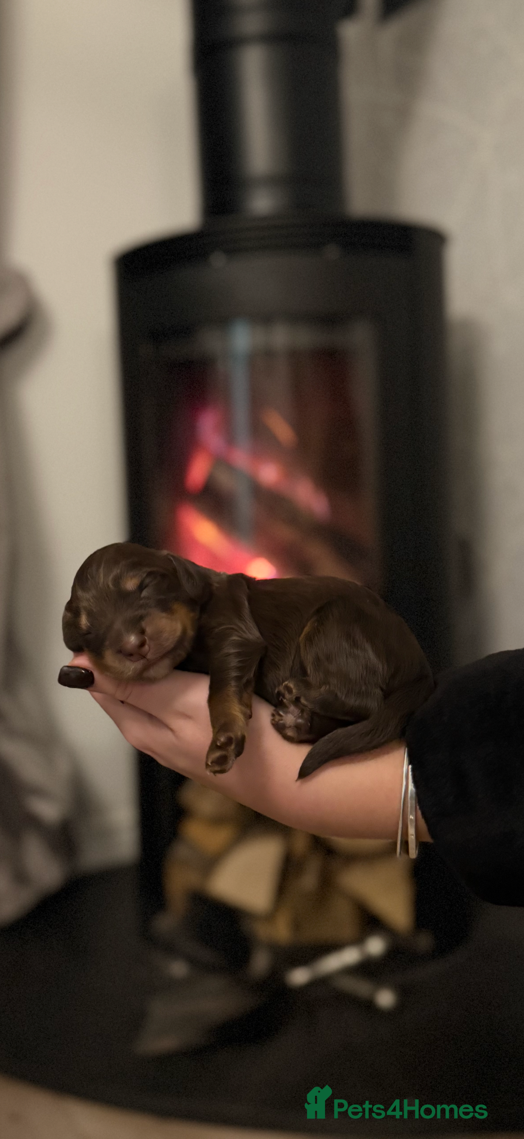 Cocker Spaniel dogs for sale: 7 cocker spaniel puppies for sale  - Advert 16