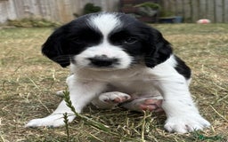 English Springer Spaniel dogs for sale: Gorgeous KC Registered Springer Spaniel Puppies in Thirsk - Image 23