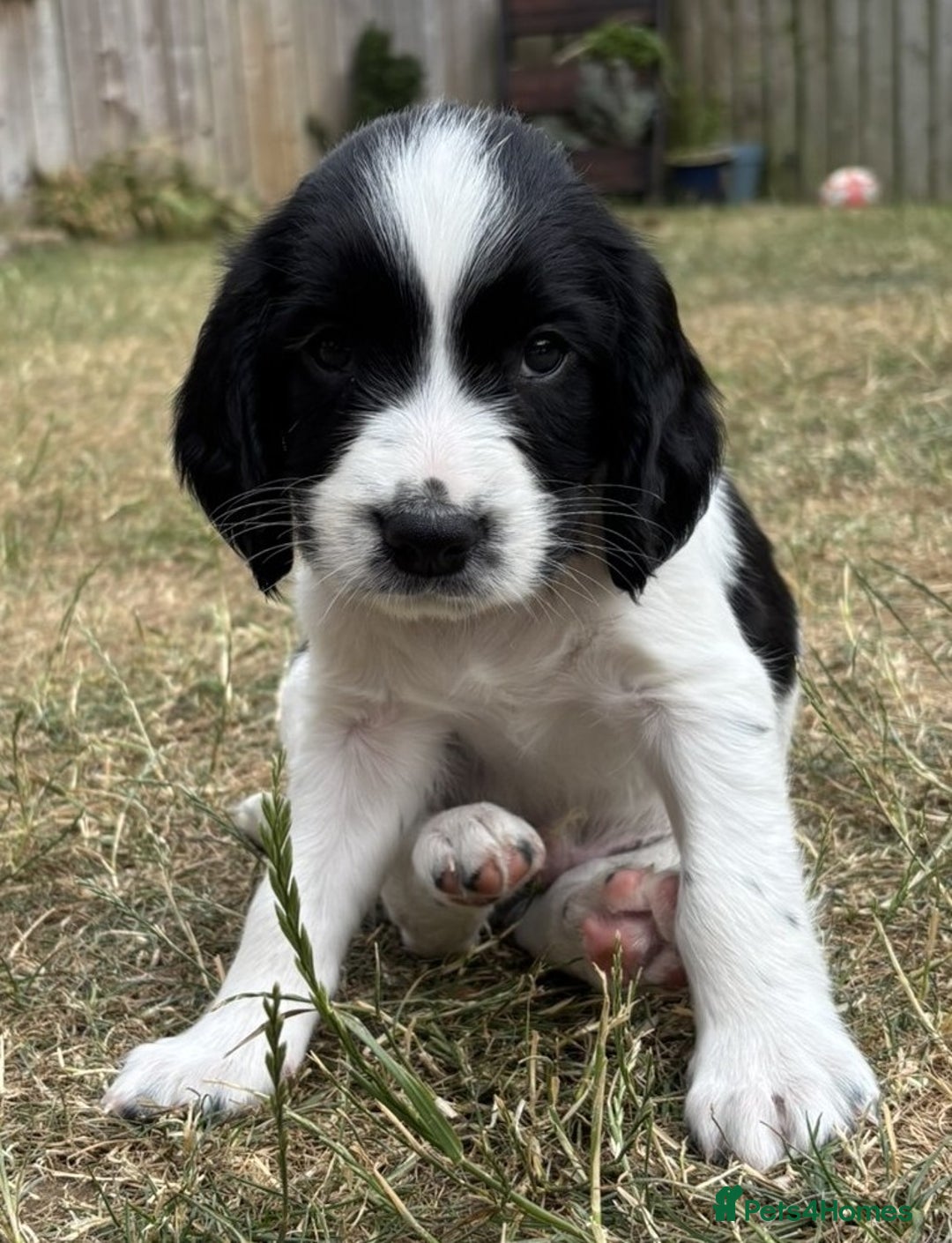 English Springer Spaniel dogs for sale: Gorgeous KC Registered Springer Spaniel Puppies in Thirsk - Image 23