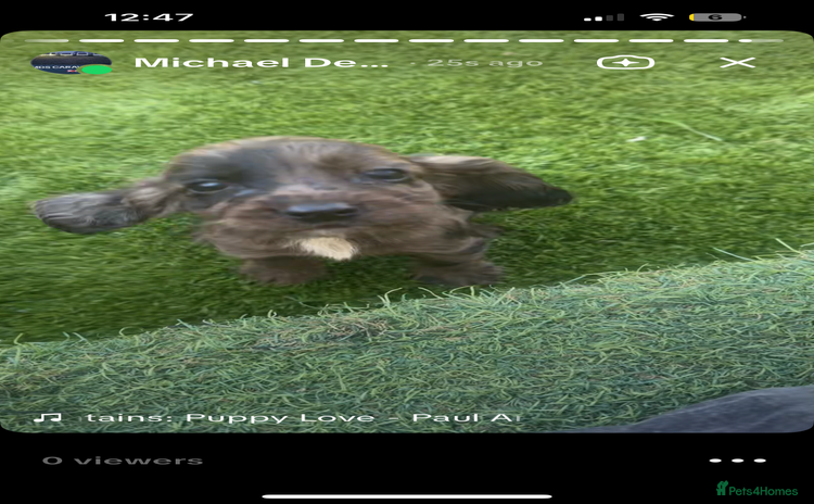 Cocker Spaniel dogs - Advert 1