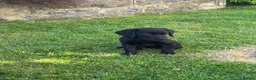 Labrador Retriever dogs for sale: Meg - Labrador retriever  in Tyn-y-Gongl - Advert 4