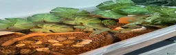 Hermann Tortoise reptiles for sale: Hermann tortoise yearlings  - Advert 3