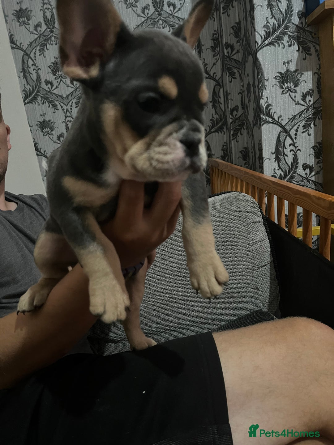 Mixed Breed dogs for sale: Beautiful female puppy ready today  - Image 24