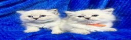 Siberian cats for sale: 💎💎GCCF Siberian Neva Masquerade Kittens💎💎 - Advert 9