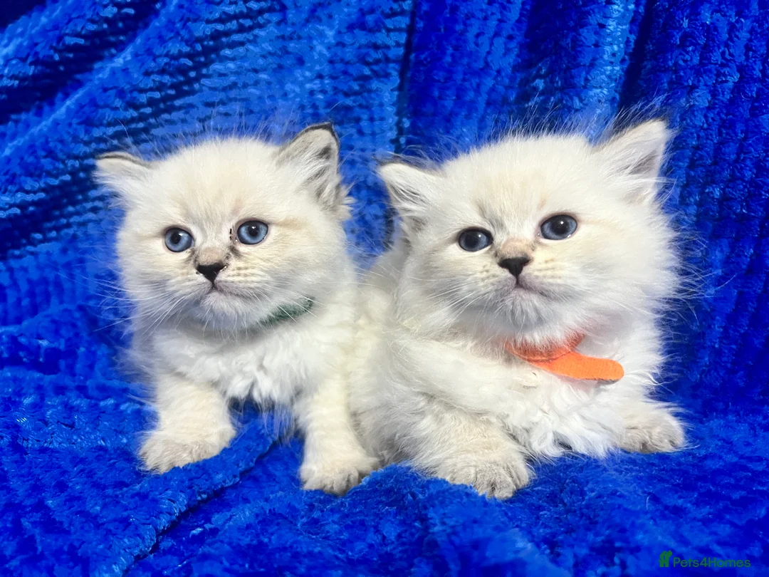 Siberian cats for sale: 💎💎GCCF Siberian Neva Masquerade Kittens💎💎 - Advert 9