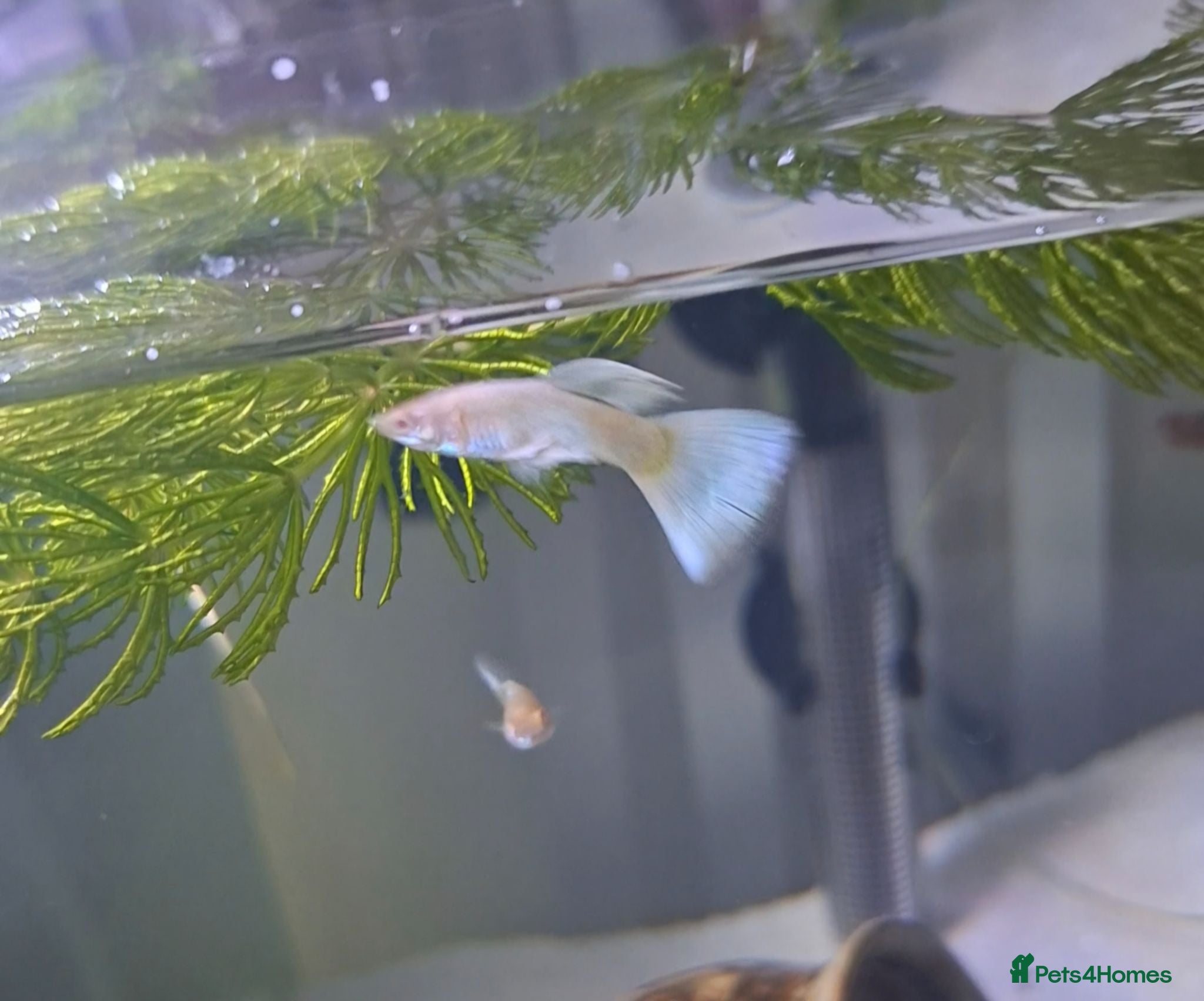 Bettas fish guppies mix - Advert 2