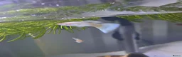 Bettas fish for sale: guppies mix - Advert 1
