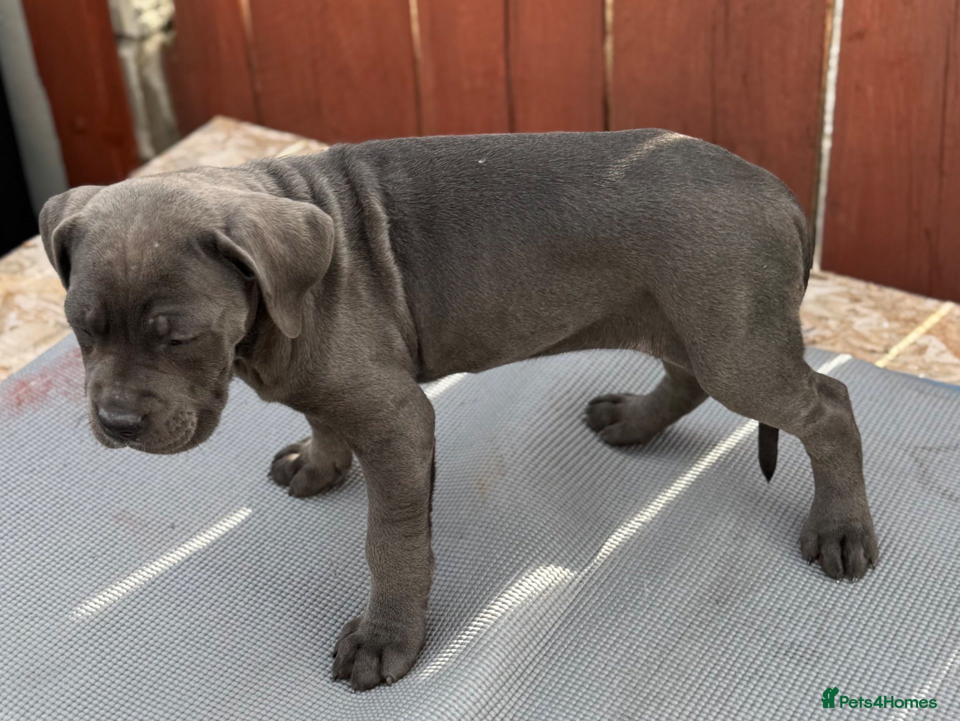 Cane Corso dogs  PREMIUM CHAMPION BLOODLINE CANE CORSO PUPPIES  - Advert 2
