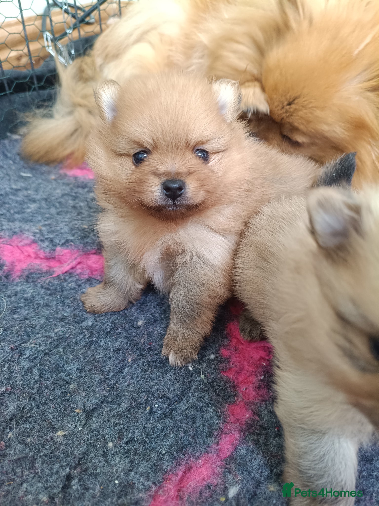 Pomeranian dogs Absolutely stunning pups  - Advert 2