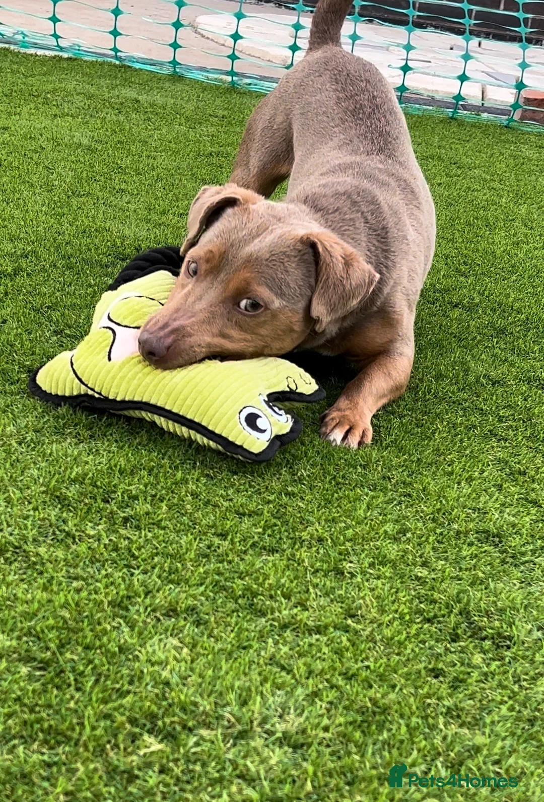 Jack Russell dogs for stud: DONJACKS RANGER - imported lilac & tan stud dog in Doncaster - Advert 12