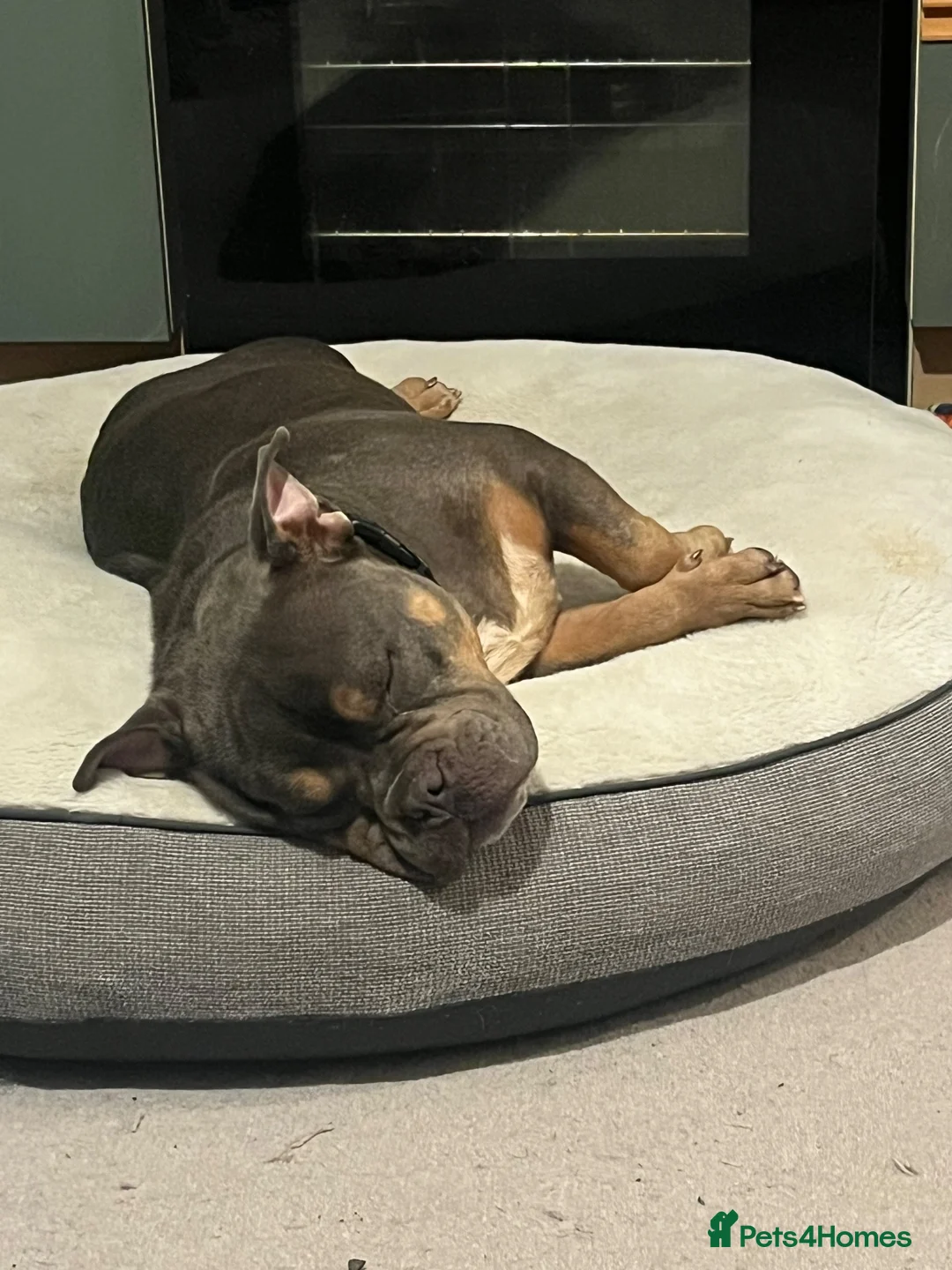 American Bully dogs for sale: Pocket bully  in Inverurie - Advert 4