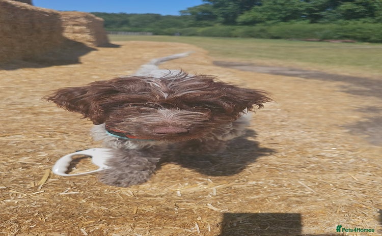 Cockapoo dogs - Advert 1