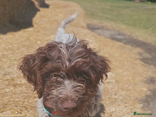 Cockapoo dogs - Advert 4