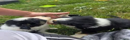 Border Collie dogs for sale: Two beautiful boys available boarder collie pups - Advert 6
