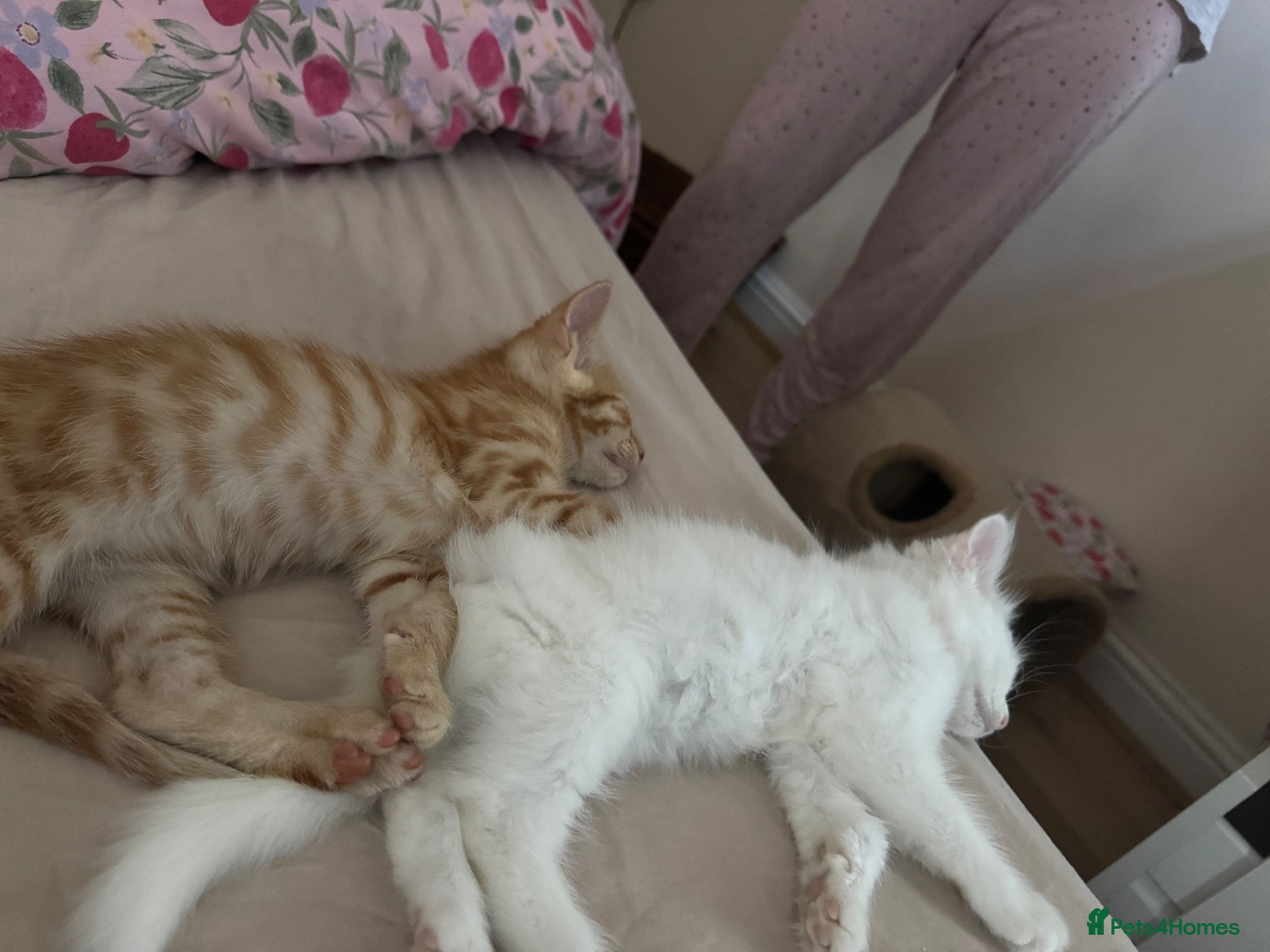 Mixed Breed cats Bonded kittens for sale  - Advert 1