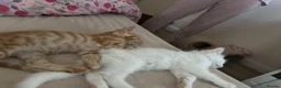 Mixed Breed cats for sale: Bonded kittens for sale  in Southampton - Advert 1