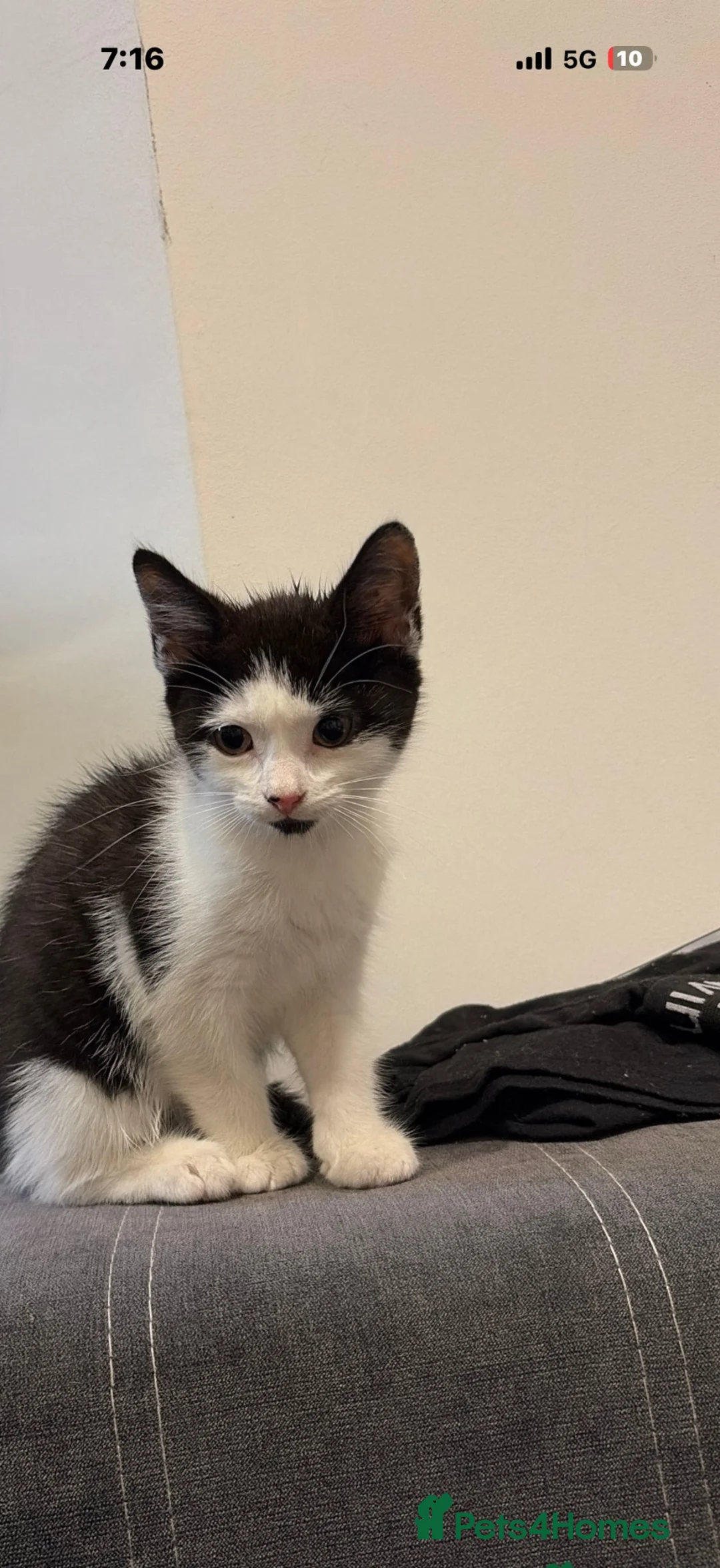Mixed Breed cats for sale: Female kitten  - Advert 2