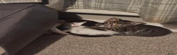 Mixed Breed cats for sale: 6 kittens for sale in Rotherham - Advert 9