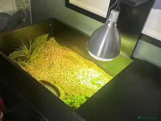 Tortoise reptiles Tortoise table and tortoise full set up - Advert 8