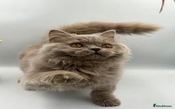 British Shorthair cats for sale: REGISTERED FULL PEDIGREE BRITISH LONGHAIR   - Image 4