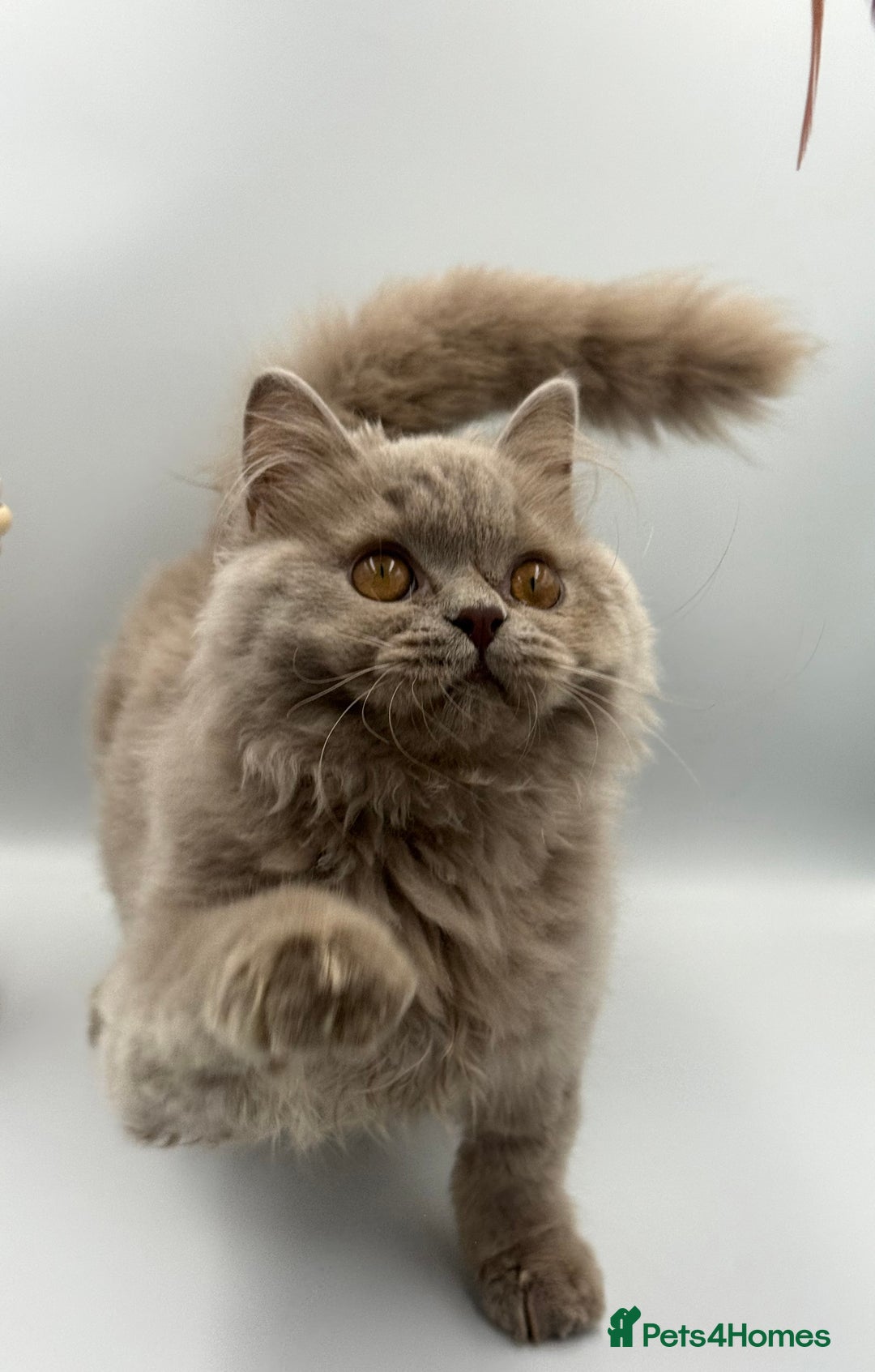 British Shorthair cats for sale: REGISTERED FULL PEDIGREE BRITISH LONGHAIR   - Image 4