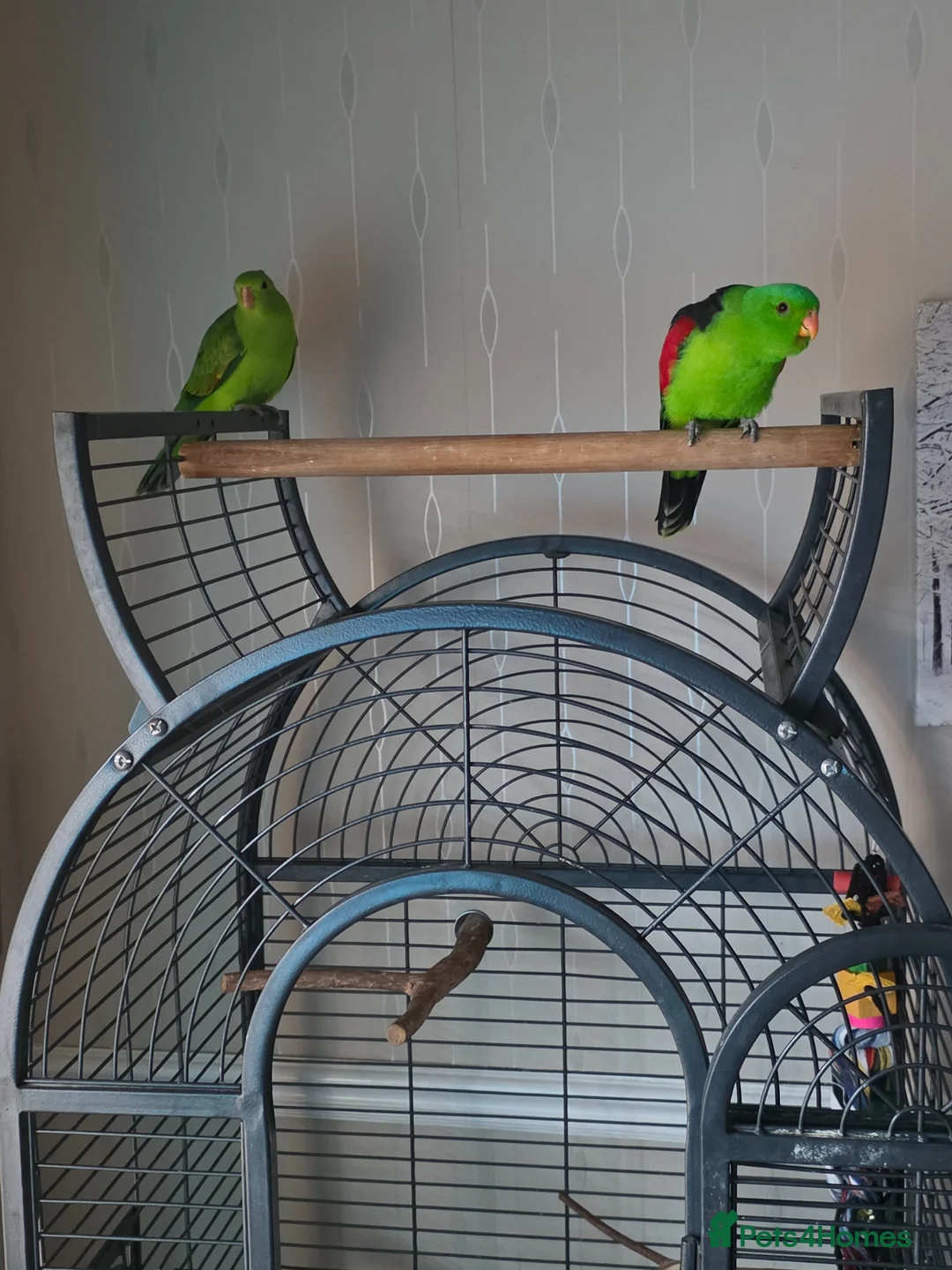 Parrots birds for sale: Crimson winged parrots  in Blackburn - Advert 2