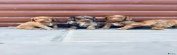 Cocker Spaniel dogs for sale: Stunning cocker spaniel puppies  - Advert 7