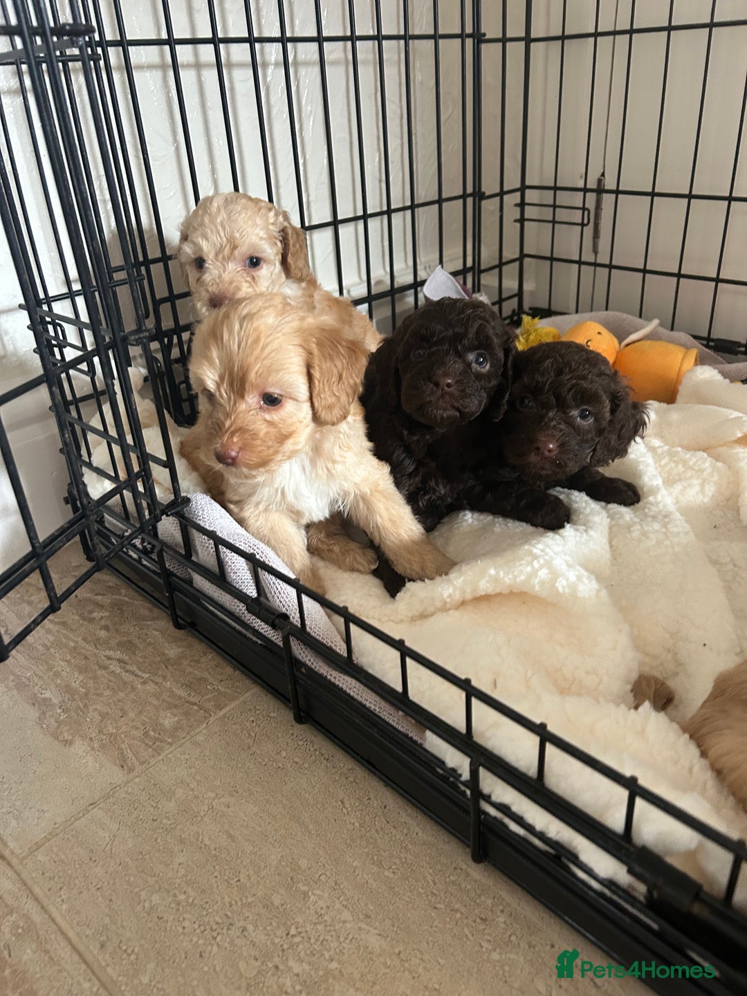 Cockapoo dogs for sale:  Cockapoo puppies  - Image 32