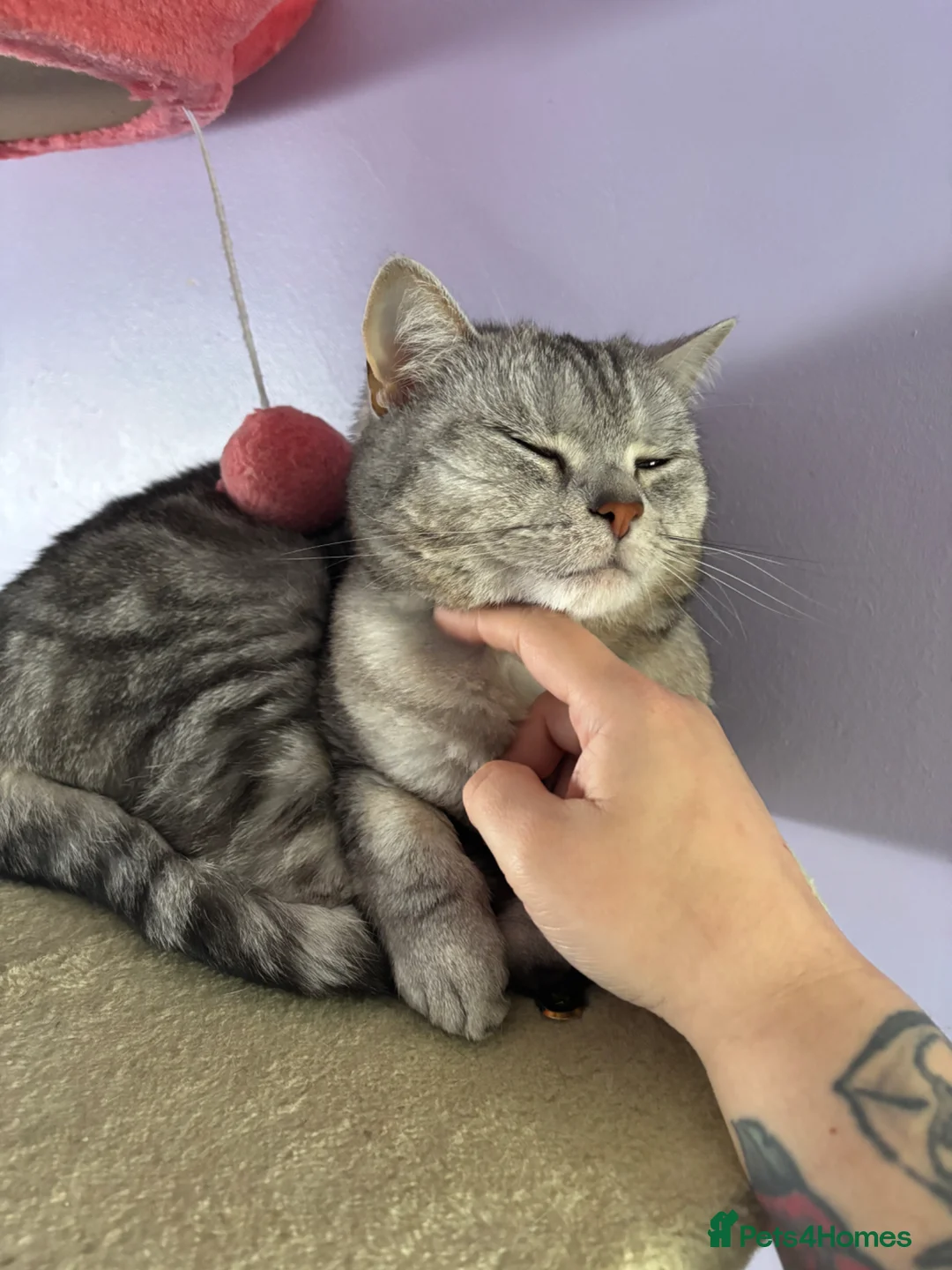 Mixed Breed cats for sale: Rehoming - Advert 3