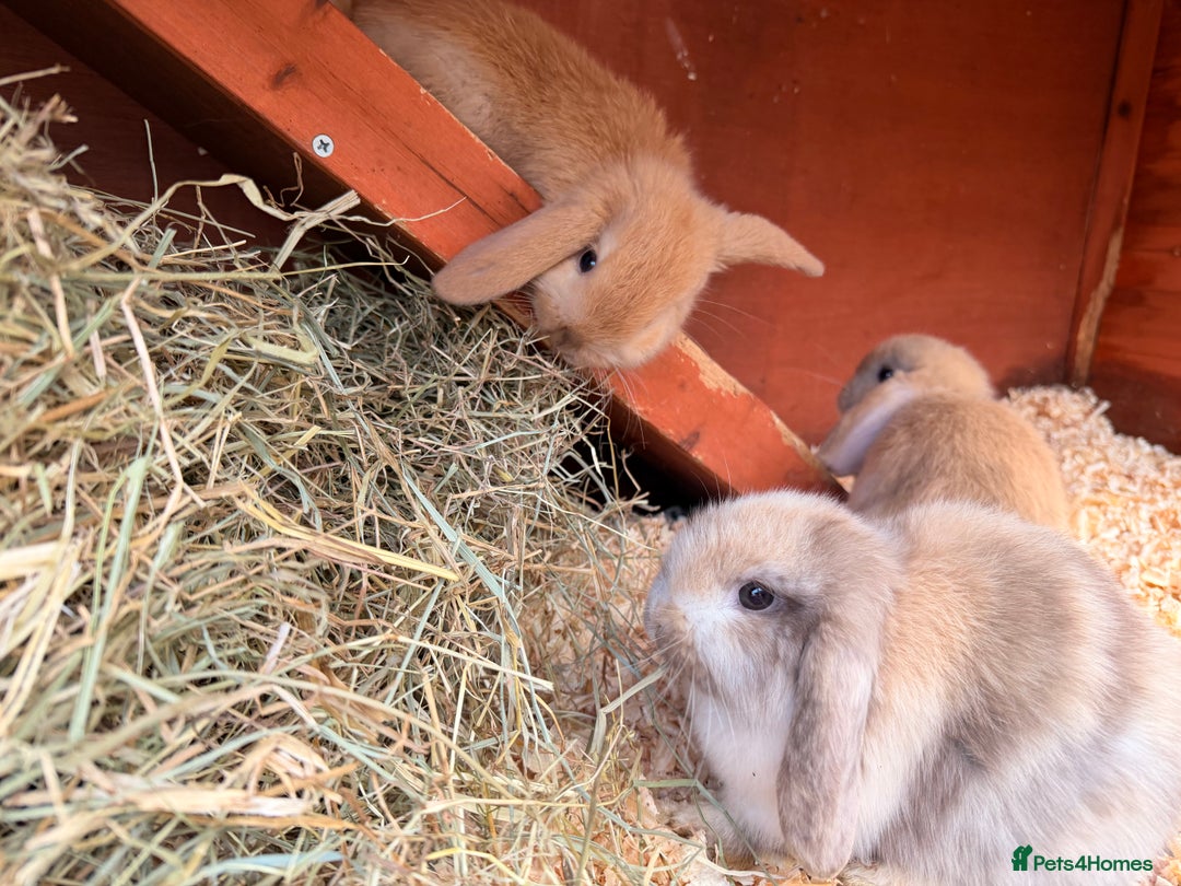 Mini Lop rabbits for sale: Mini Lop bunnies  - Advert 36