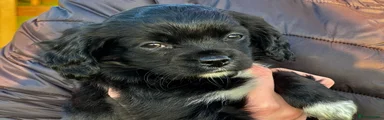 “Ranpo”