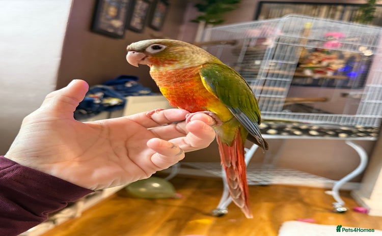 Conures birds - Advert 2