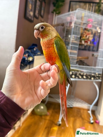 Conures birds - Advert 2