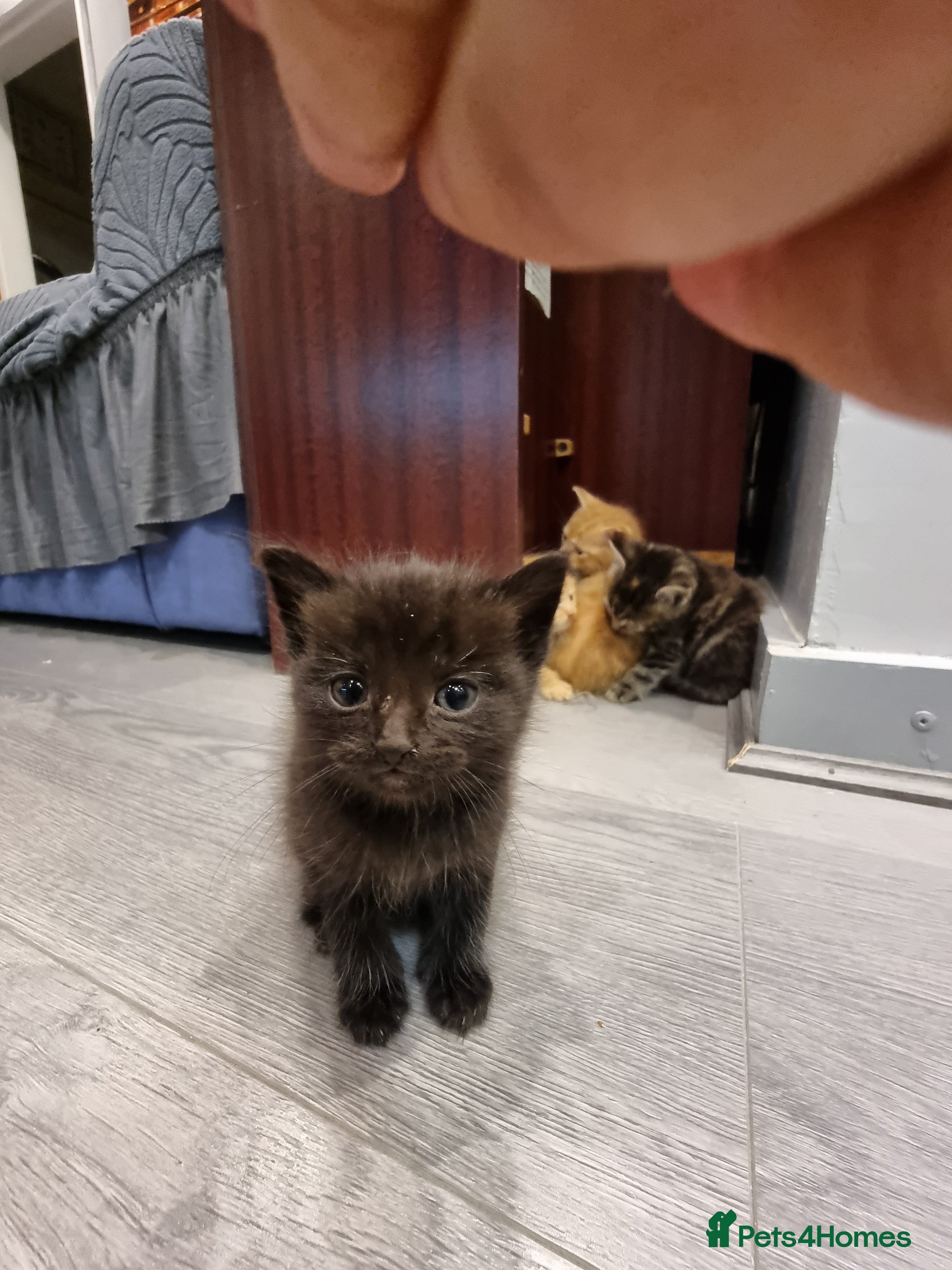 Domestic Shorthair cats 3 kittens  - Advert 23