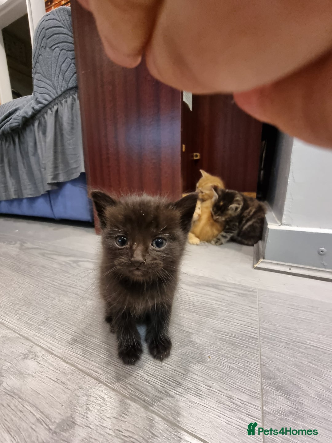 Domestic Shorthair cats for sale: 5 kittens  - Advert 6