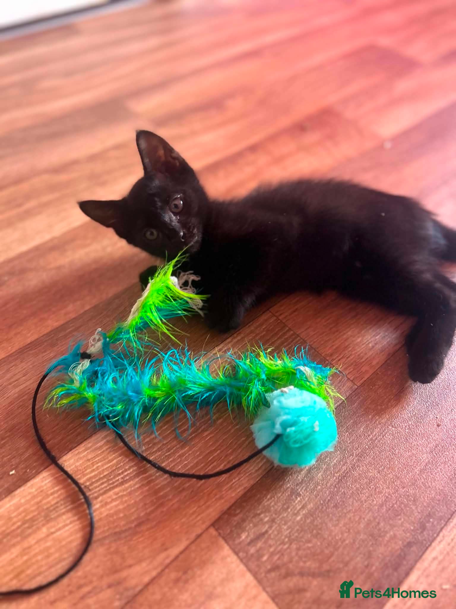 Maine Coon cats for sale: Maine coon x Burmese  - Advert 8
