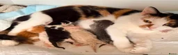 Domestic Shorthair cats for sale: Beautiful Domestic Shorthair Kitten in London - Advert 3