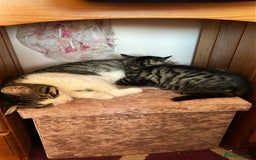 Maine Coon cats for sale: Fluffy female white black tabby male - Image 11