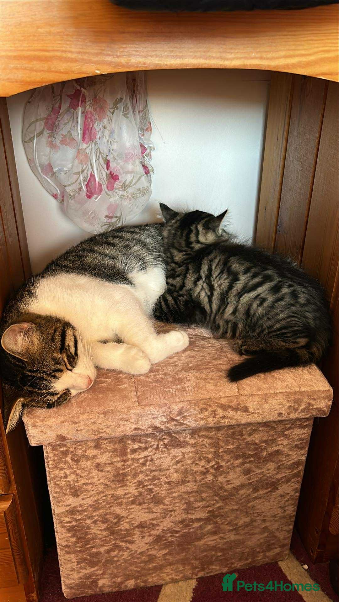 Maine Coon cats for sale: Fluffy female white black tabby male - Image 11