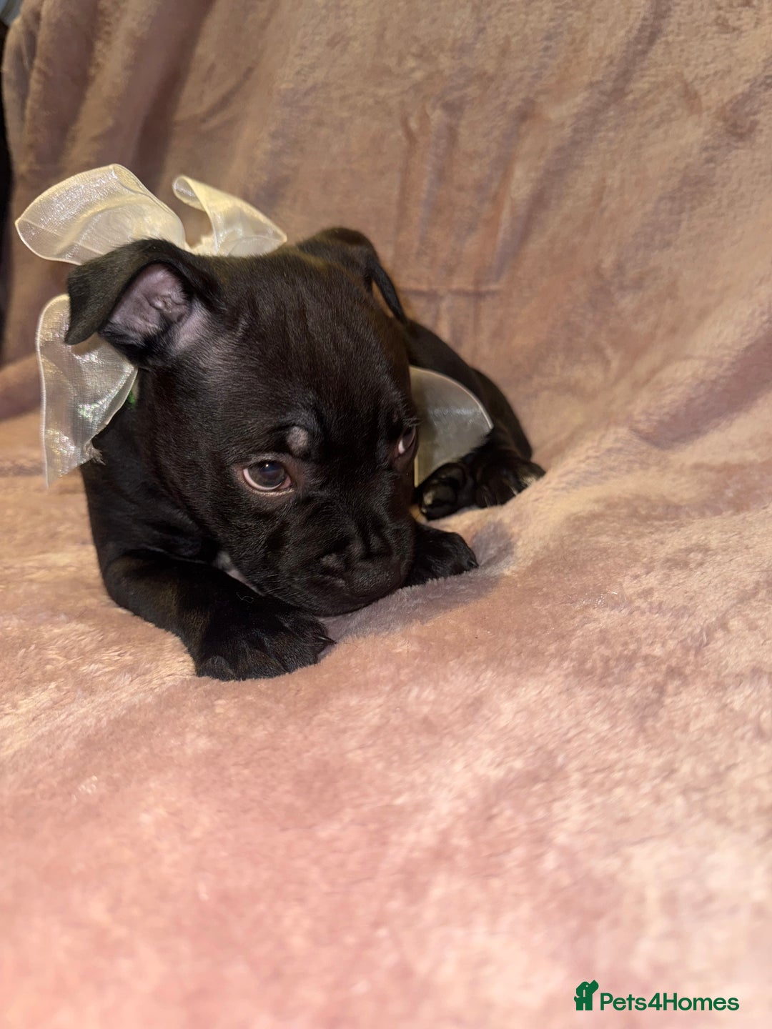 Staffordshire Bull Terrier dogs for sale: KC reg. Staffordshire bull terrier puppies - Advert 22