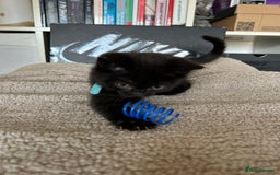 British Shorthair cats for sale: Champion GCCF Black British Shorthair Kittens - Image 8