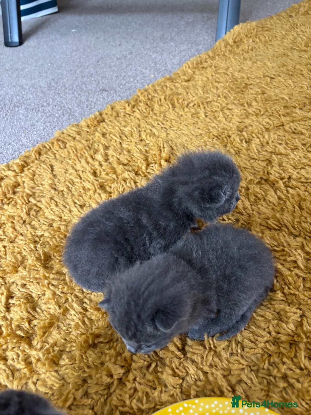 British Shorthair cats for sale: British shorthair blue kittens in Saltash - Advert 2