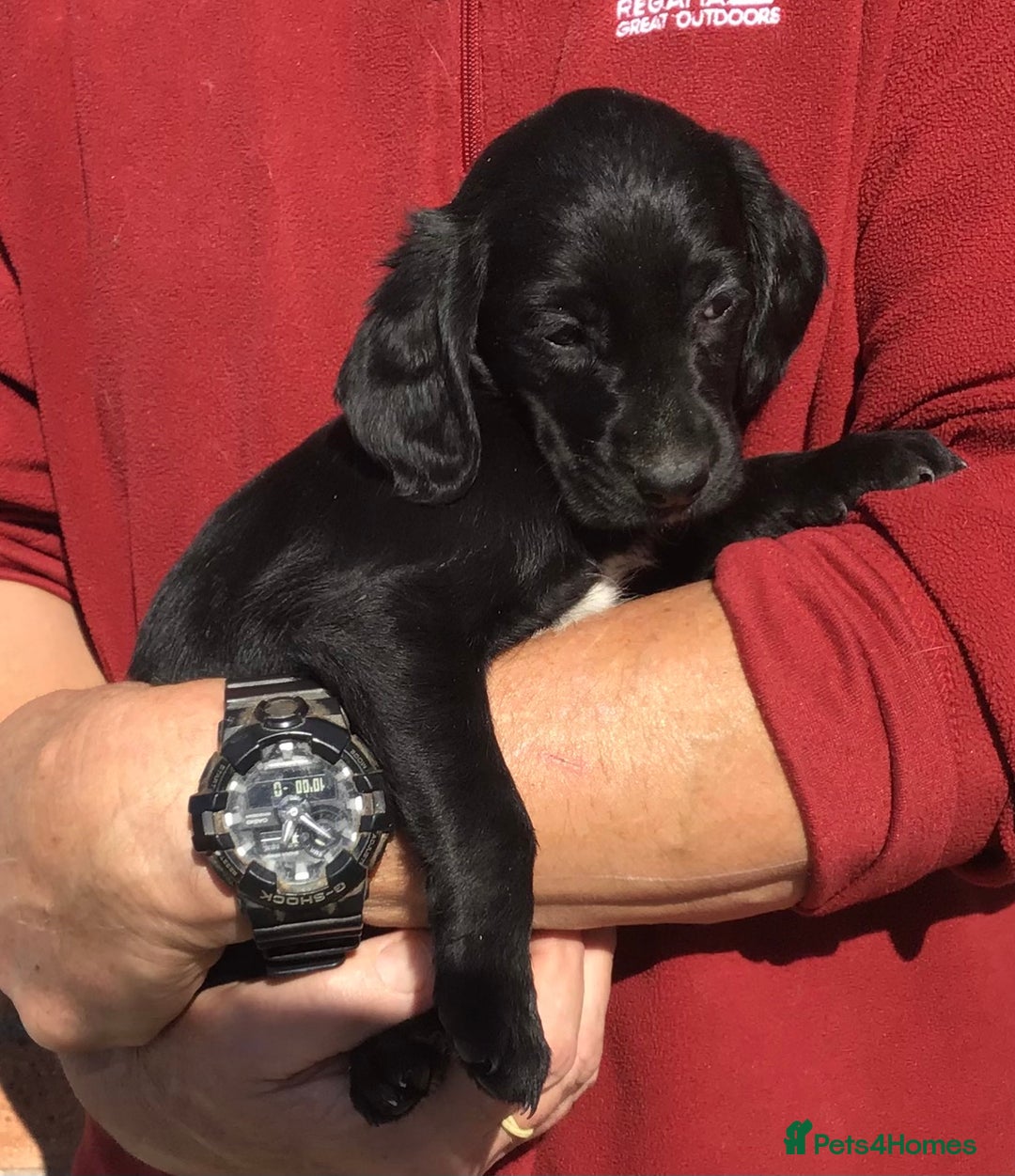 Cockerdor dogs for sale: AMAZING COCKERDOR/COCKADOR PUPPIES - Image 21