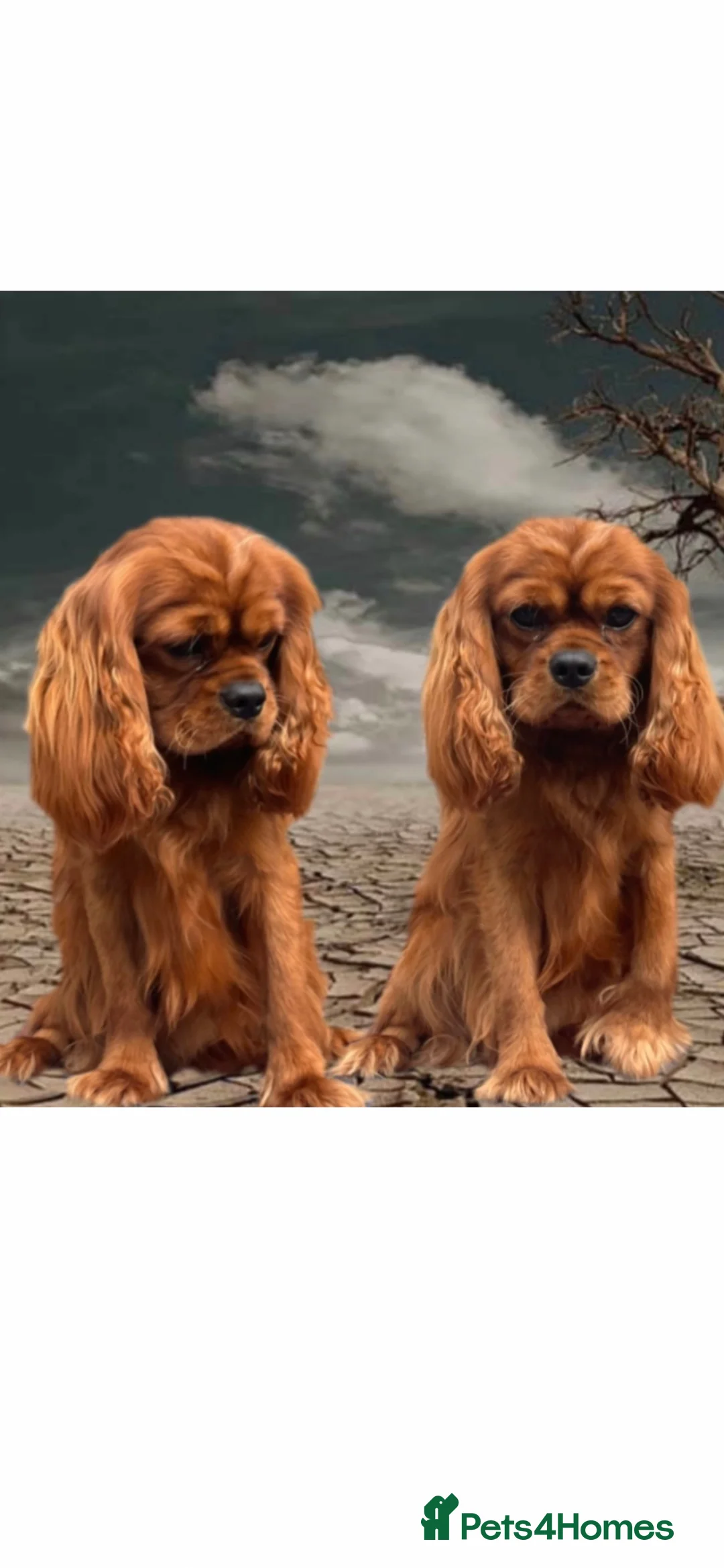Cavalier King Charles Spaniel dogs for stud: HEALTH TESTED KC REG RUBY in Wigan - Advert 2