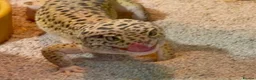 Gecko reptiles for sale: Leopard gecko in Brighton - Advert 4