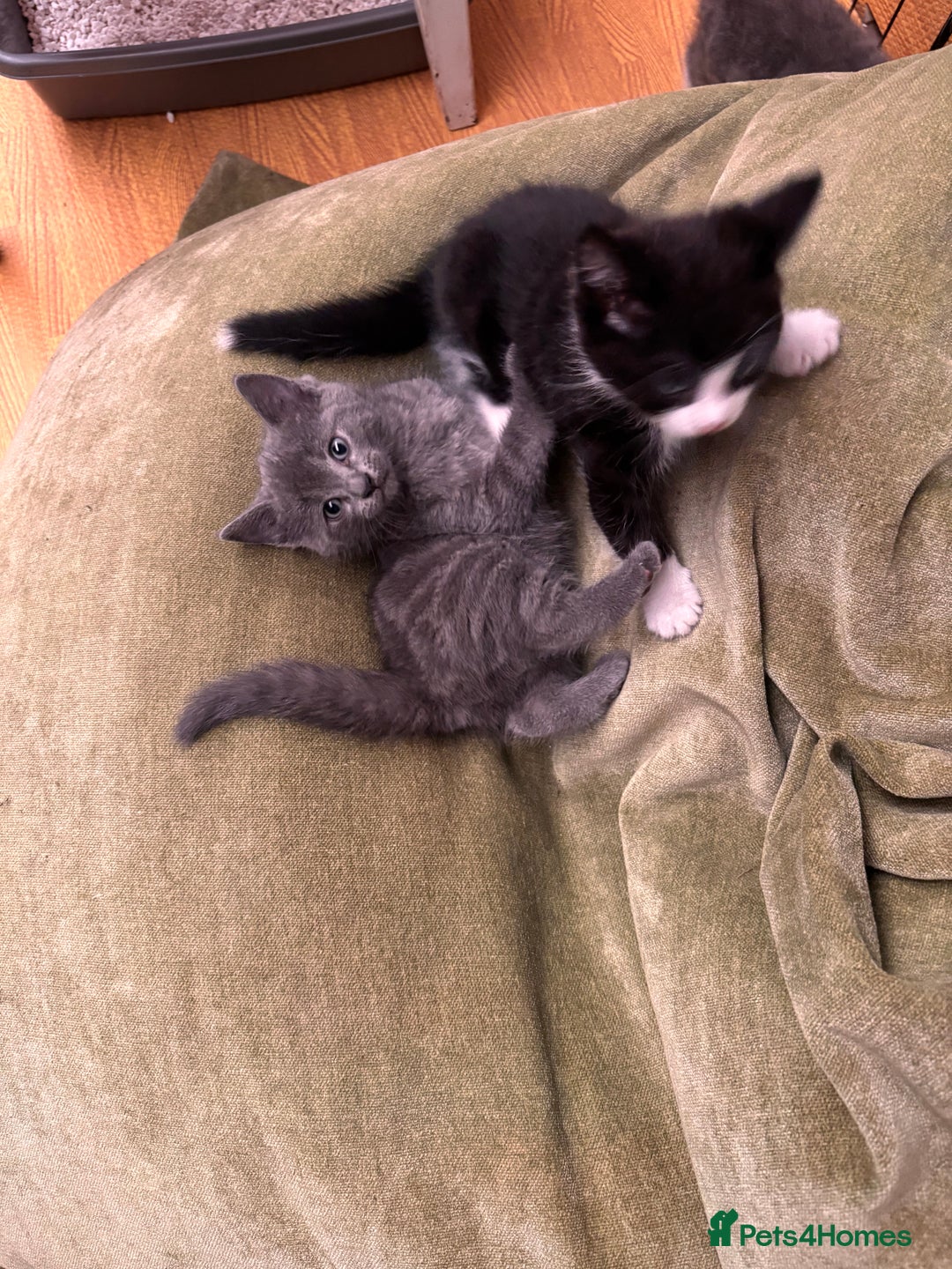 Mixed Breed cats for sale: 4 beautiful kittens ready now - Image 20