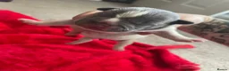 Mixed Breed dogs for sale: Pocket bully puppies  in Stoke-on-Trent - Advert 8