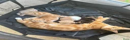 Mixed Breed cats for sale: 1 girl left looking for her new home  - Advert 5