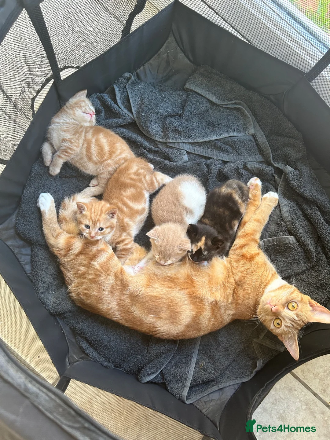 Mixed Breed cats for sale: 1 girl left looking for her new home  - Advert 5