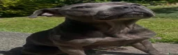 Staffordshire Bull Terrier dogs for sale: Beautiful blue black brown brindle SBT🔥❤️🔥 - Advert 13